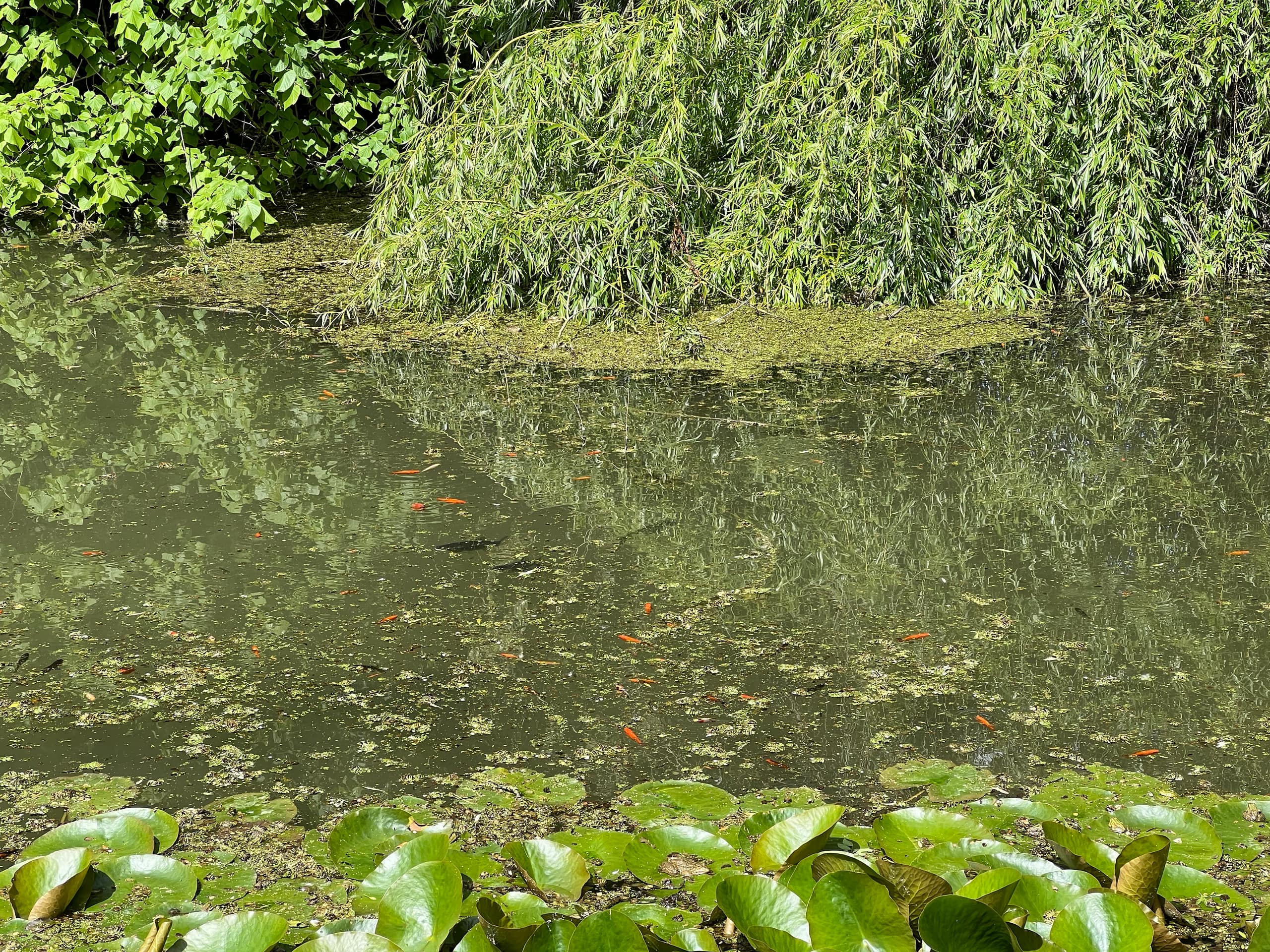 La mare aux poissons