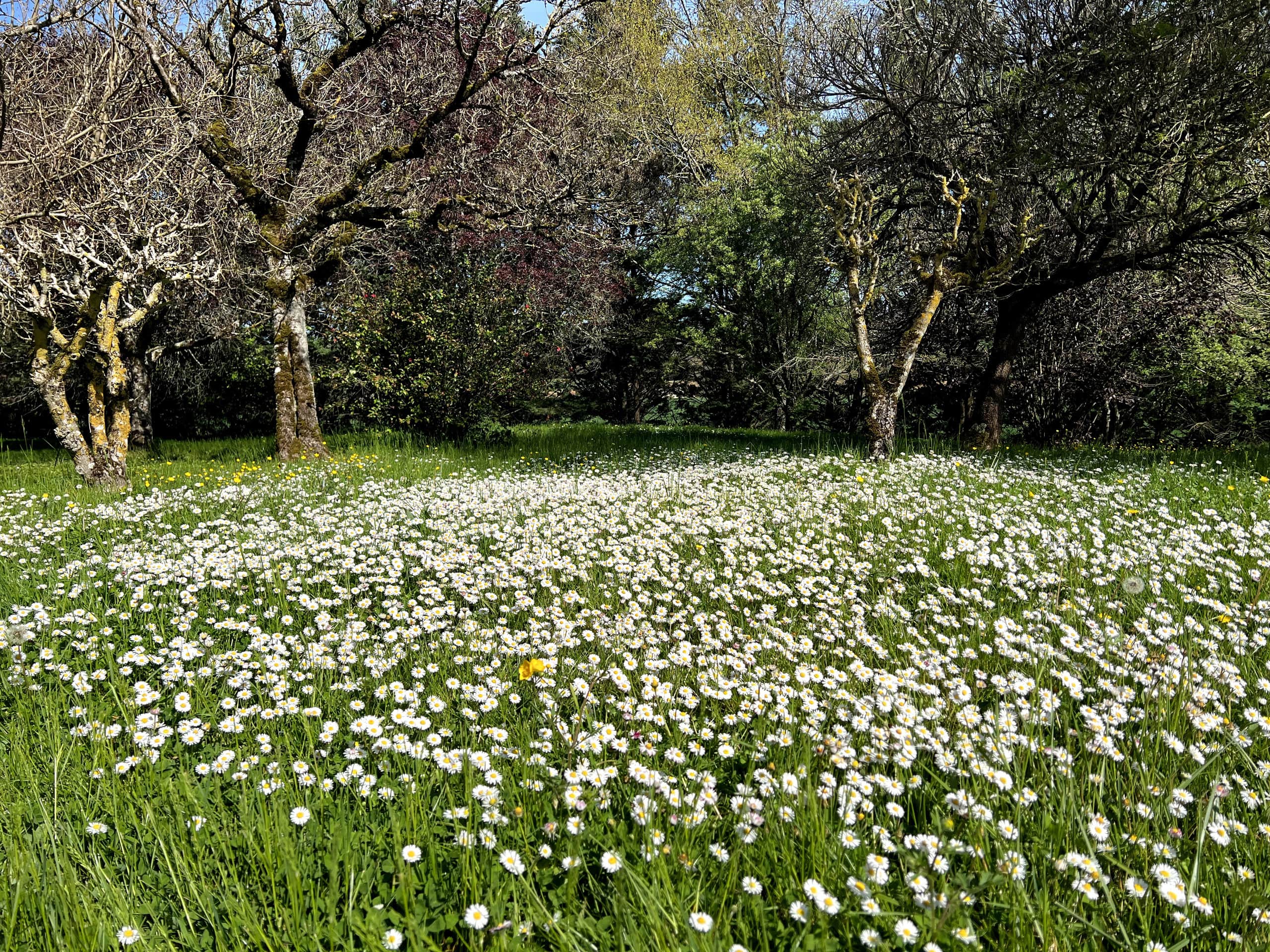 Le parc et la piscine
